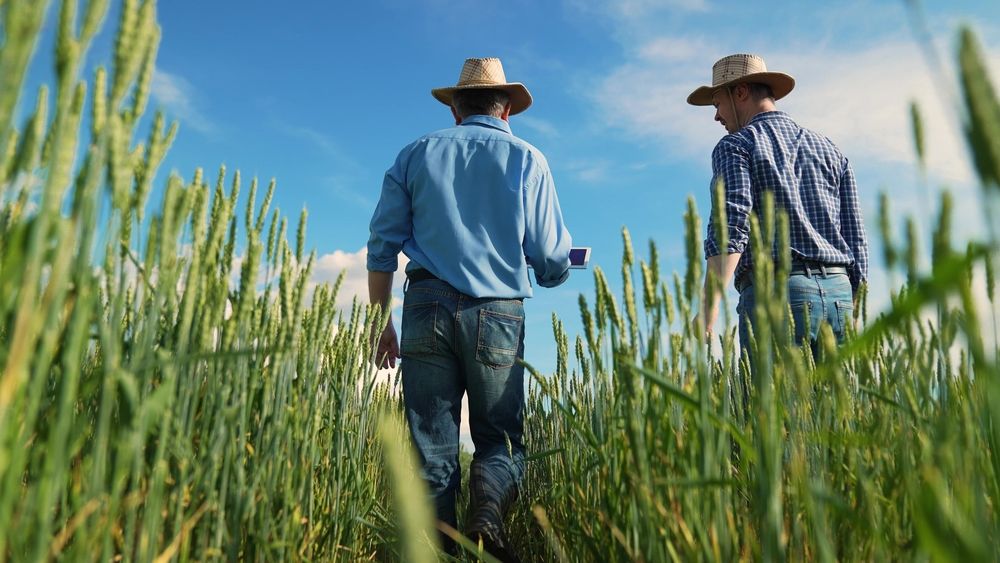 Farmers walking through wheat field - core values